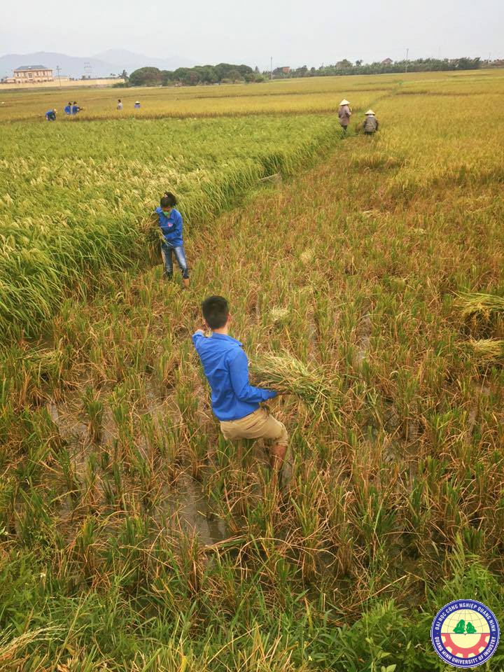 Sinh viên trường ĐH Công nghiệp Quảng Ninh giúp dân thu hoạch lúa phòng tránh bão